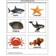 File Folder Game Matching UNDER THE SEA with Picture Fact Cards